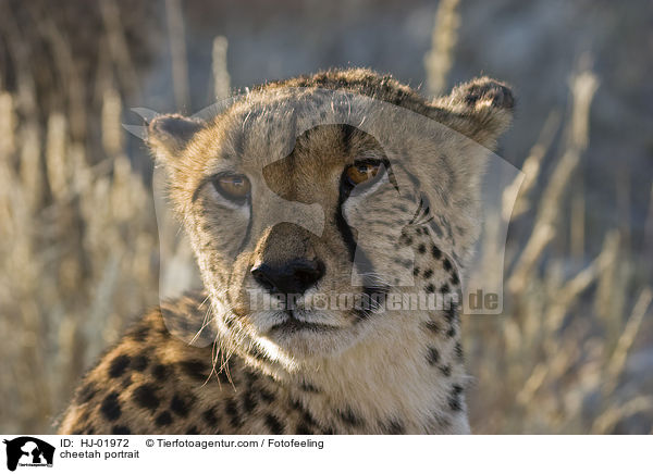cheetah portrait / HJ-01972