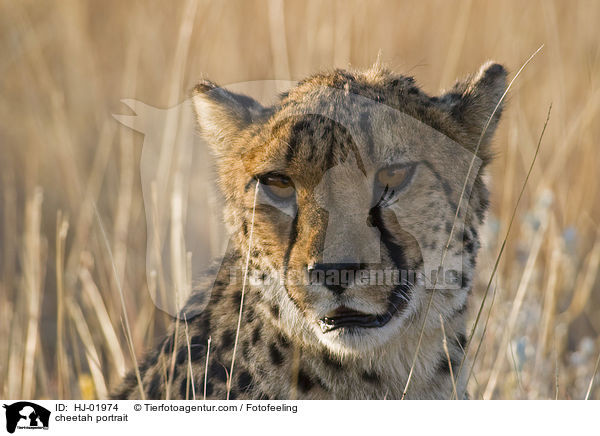 cheetah portrait / HJ-01974