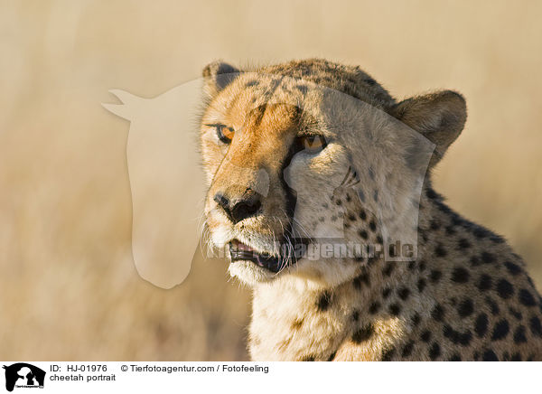 cheetah portrait / HJ-01976