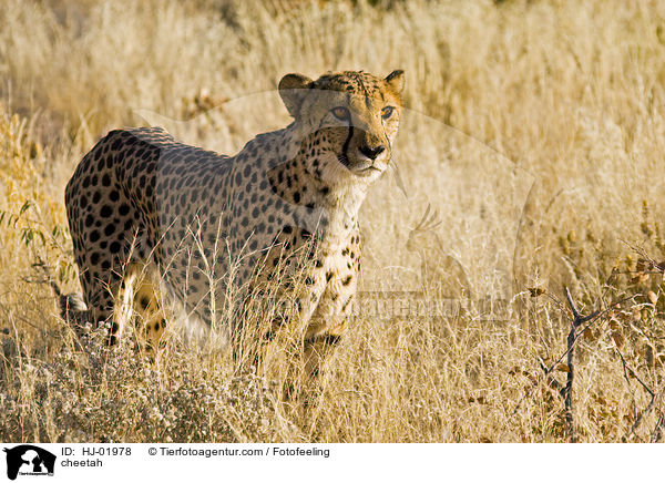cheetah / HJ-01978
