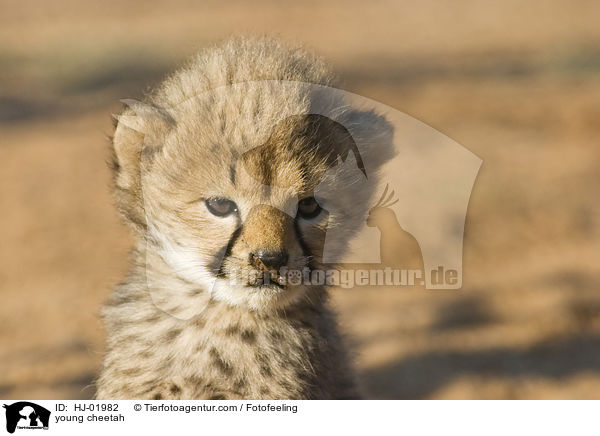 young cheetah / HJ-01982