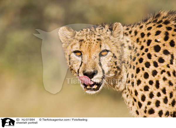cheetah portrait / HJ-01984