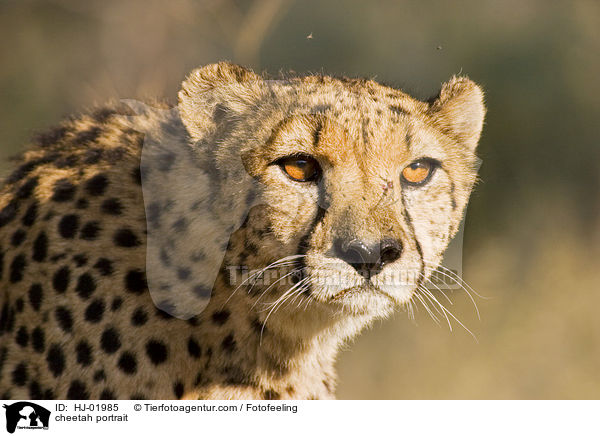 Gepard Portrait / cheetah portrait / HJ-01985