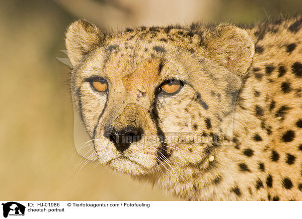 cheetah portrait / HJ-01986