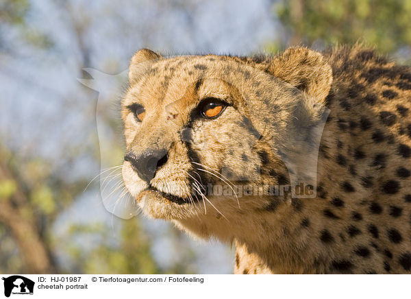 cheetah portrait / HJ-01987