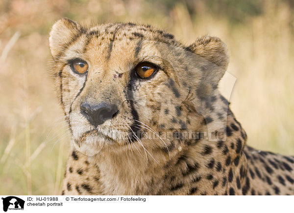 cheetah portrait / HJ-01988