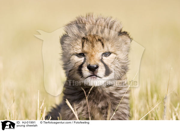 young cheetah / HJ-01991