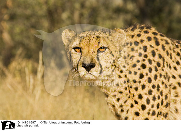 cheetah portrait / HJ-01997