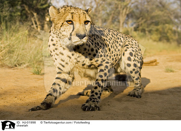 Gepard / cheetah / HJ-01998