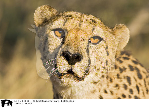 cheetah portrait / HJ-02000