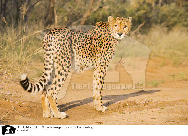 Gepard / cheetah / HJ-02001