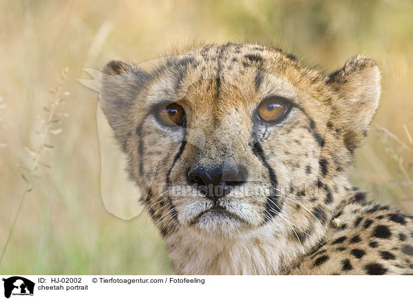cheetah portrait / HJ-02002