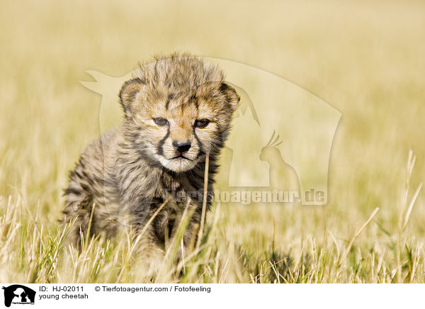 young cheetah / HJ-02011