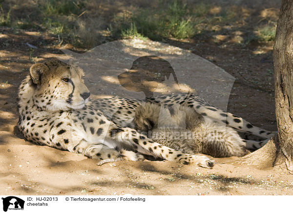 Geparden / cheetahs / HJ-02013