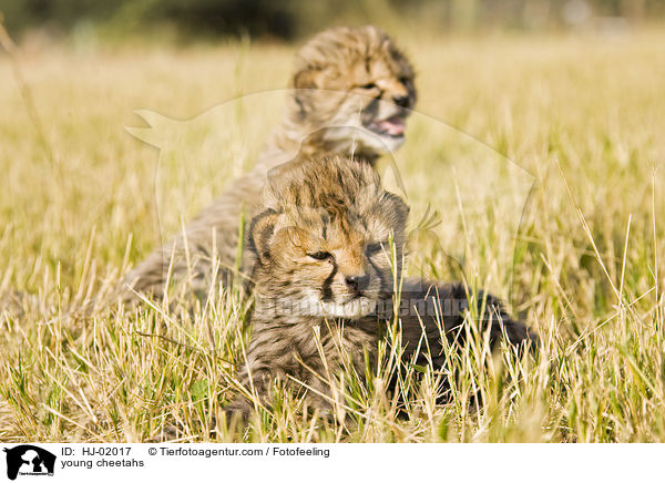 junge Geparden / young cheetahs / HJ-02017