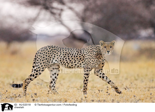 cheetah / HJ-02018