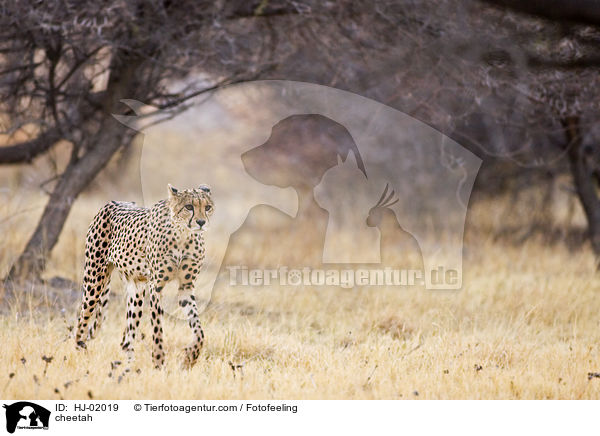 Gepard / cheetah / HJ-02019