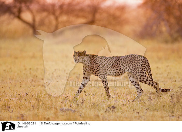 Gepard / cheetah / HJ-02021