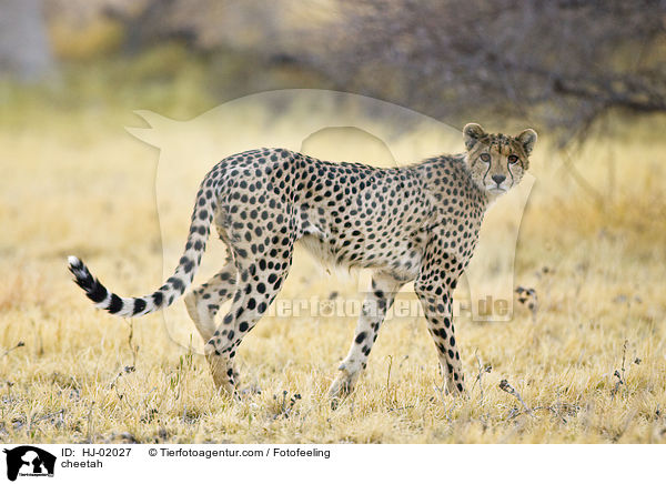 cheetah / HJ-02027