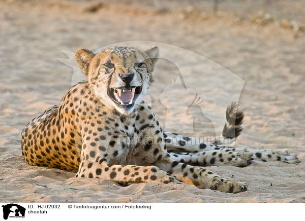 Gepard / cheetah / HJ-02032