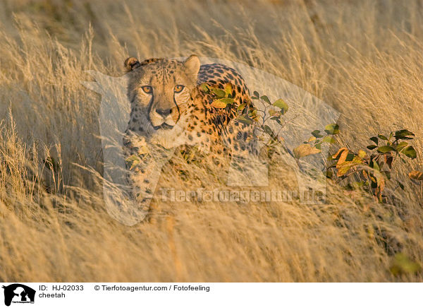 Gepard / cheetah / HJ-02033
