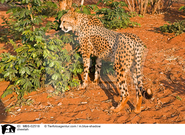 Gepard / cheetah / MBS-02518