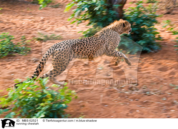 rennender Gepard / running cheetah / MBS-02521
