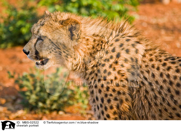 Gepard Portrait / cheetah portrait / MBS-02522