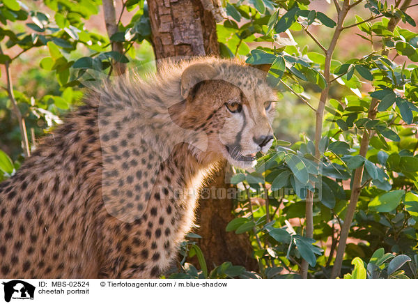 Gepard Portrait / cheetah portrait / MBS-02524