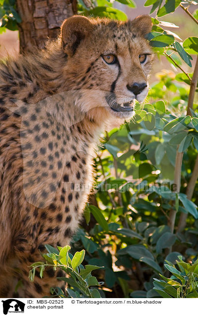 cheetah portrait / MBS-02525