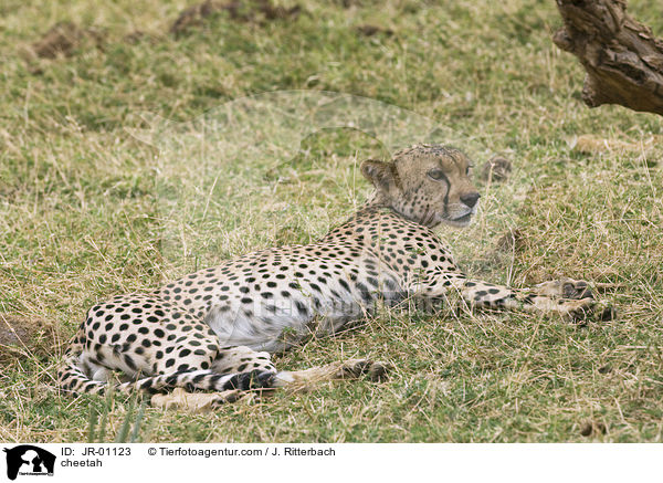 Gepard / cheetah / JR-01123