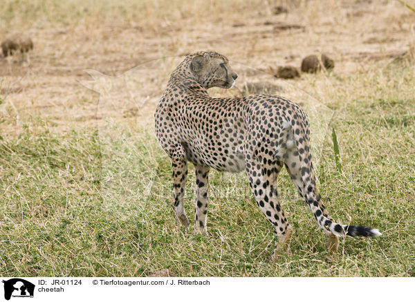 Gepard / cheetah / JR-01124