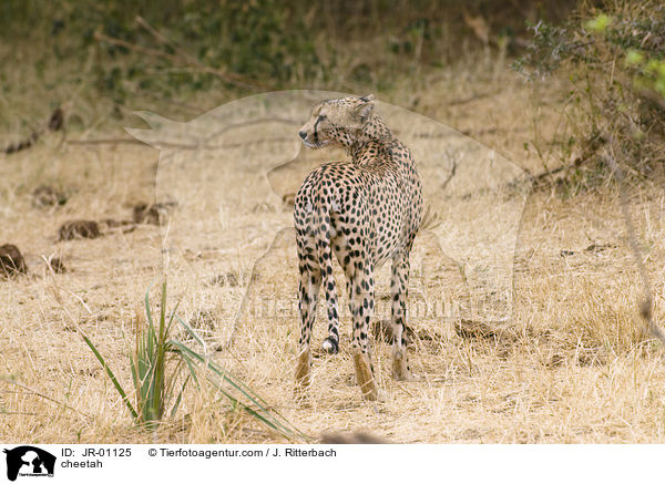 cheetah / JR-01125
