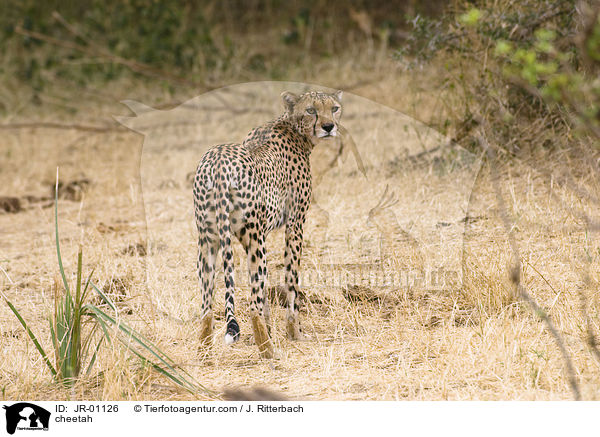 Gepard / cheetah / JR-01126