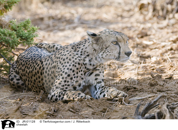Gepard / cheetah / JR-01128