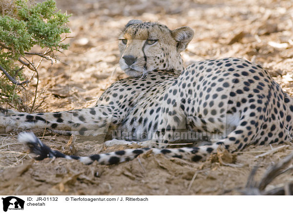 Gepard / cheetah / JR-01132