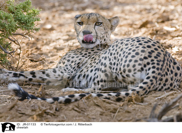 Gepard / cheetah / JR-01133