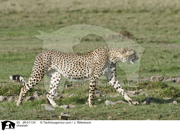Gepard / cheetah / JR-01134