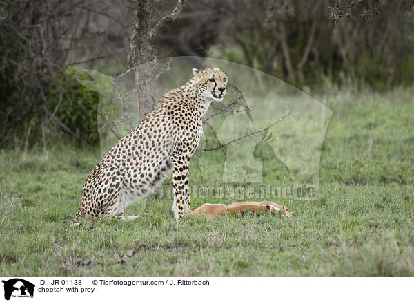 Gepard mit Beute / cheetah with prey / JR-01138