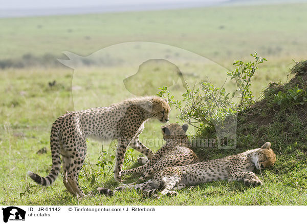 Geparden / cheetahs / JR-01142