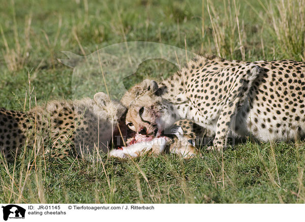 fressende Geparden / eating cheetahs / JR-01145