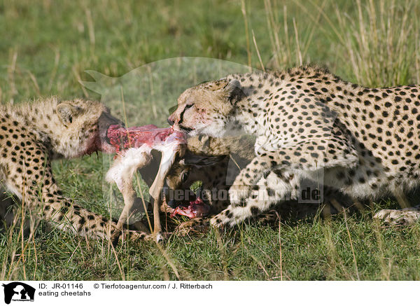 fressende Geparden / eating cheetahs / JR-01146