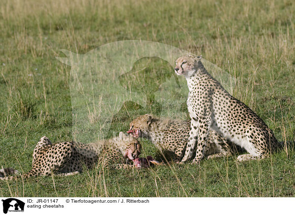 fressende Geparden / eating cheetahs / JR-01147