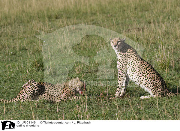 fressende Geparden / eating cheetahs / JR-01149
