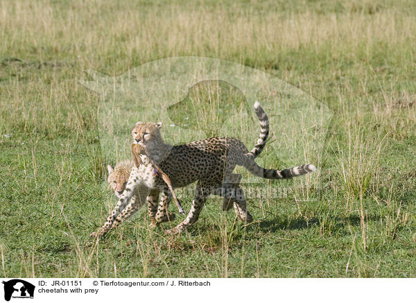 cheetahs with prey / JR-01151