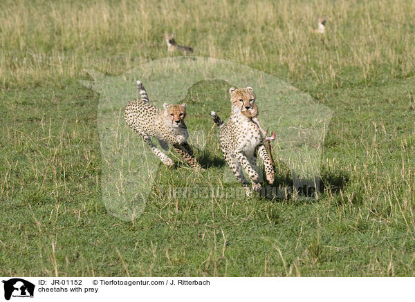 Geparden mit Beute / cheetahs with prey / JR-01152