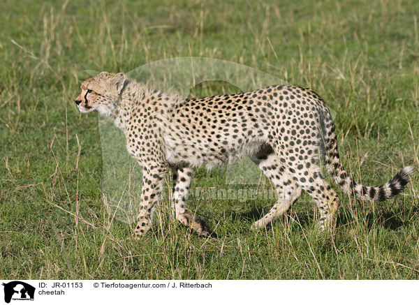 Gepard / cheetah / JR-01153