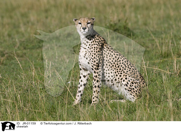 Gepard / cheetah / JR-01159
