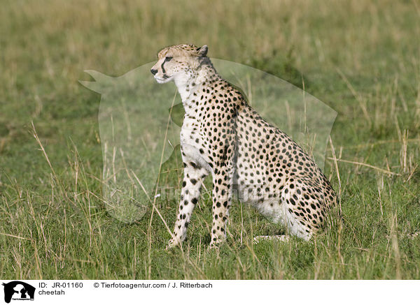 cheetah / JR-01160