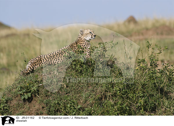 Gepard / cheetah / JR-01162